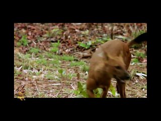 O terrível cão selvagem indiano, cachorro selvagem, animals