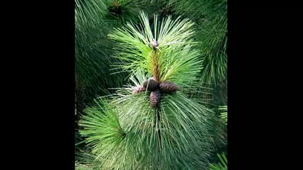 Сосна Магия эфирных масел