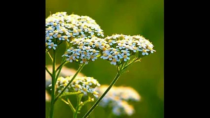 Тысячелистник Свойства эфирных масел