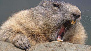 Beavers Documentary | The fascinating story of beavers: Leave it to Beavers english subtitles