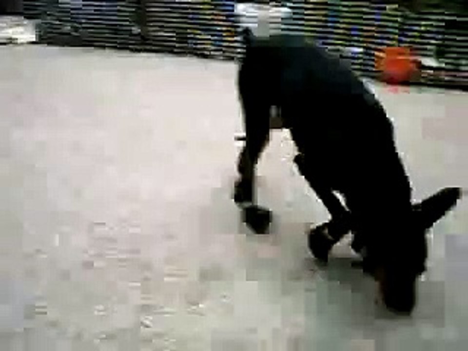 Собачья обувь