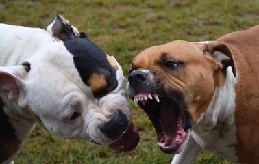 Pitbull vs Amstaff FACTS