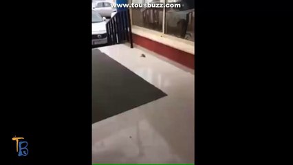 Un oiseau ramène son ami à la vie après qu'il ait heurté une vitrine.