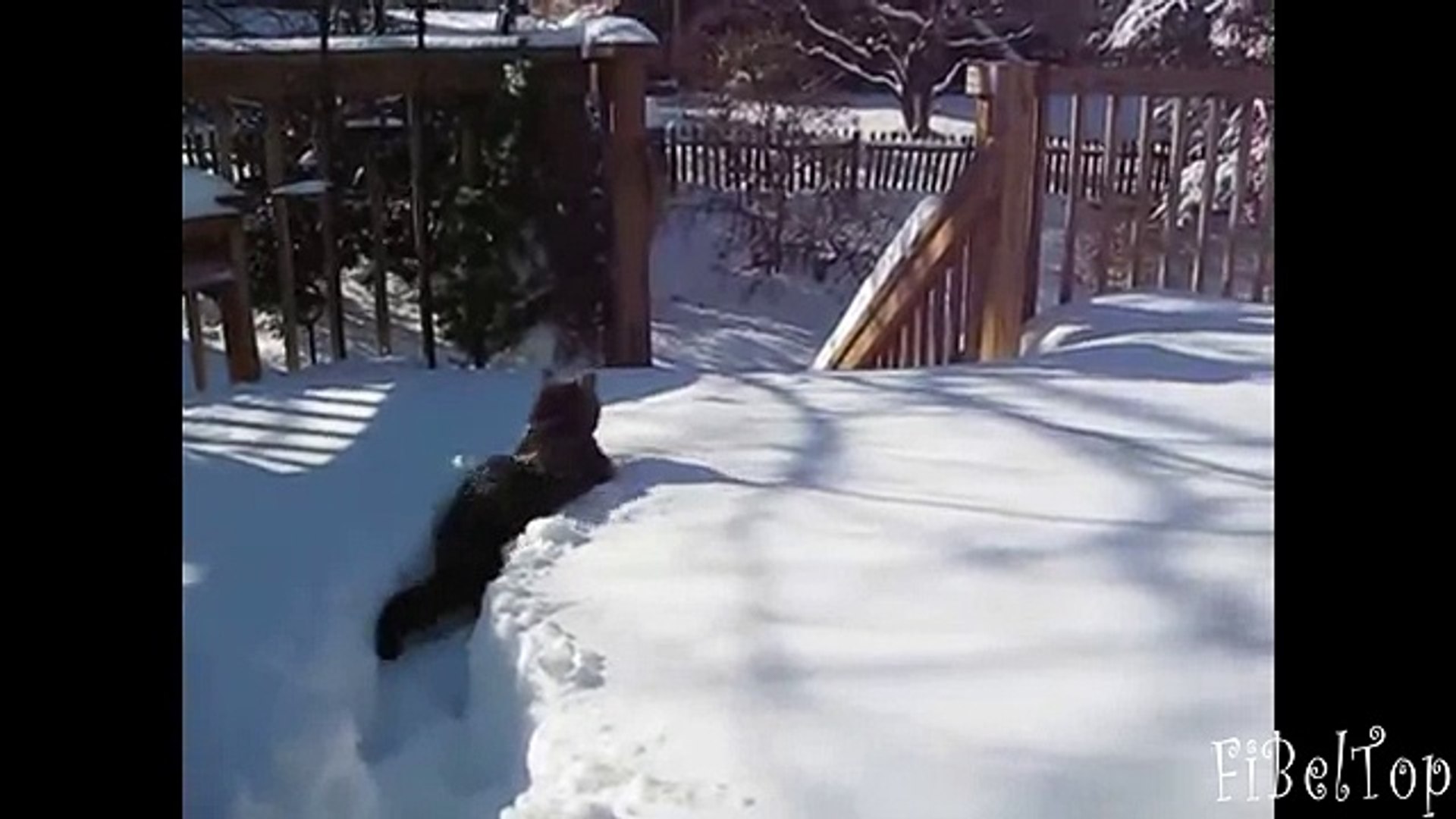 ⁣Ржачное видео про животных. Животные и снег