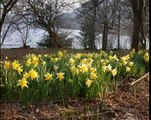 Daffodils at Ullswater - Wordsworth Point, Glencoyne Bay