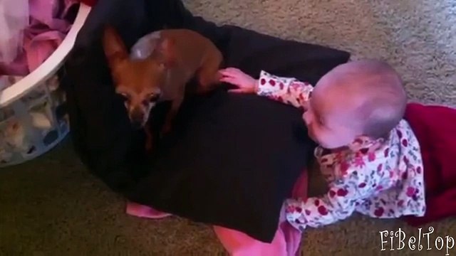 Дети разговаривают с собаками