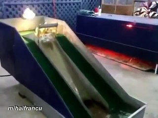 Funniest Ducks Compilation 2016 (Funny Ducks)