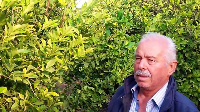 Limon, Portakal, Uç Kuruması, Verticillium (Vertisilyum ) Solgunluğu, Çaresi, Tedavisi, İl