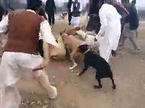 VID-20160225-WA0021.mp4