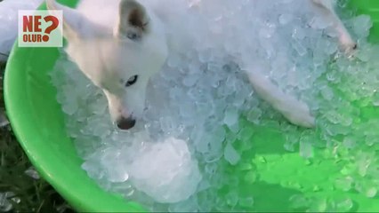 Köpeği buzun içine koysak ne olur #neolur