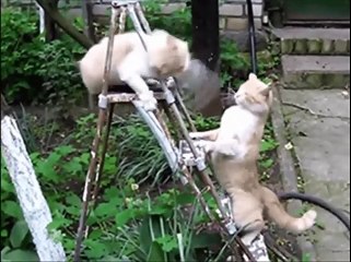 FUNNY ANIMALS VIDEOS FAILS _ JOKES BEST OF TRY NOT TO LAUGH ;-)