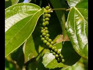 Черный перец