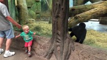 Gorilla and Toddler play Peek a Boo at the Columbus Zoo