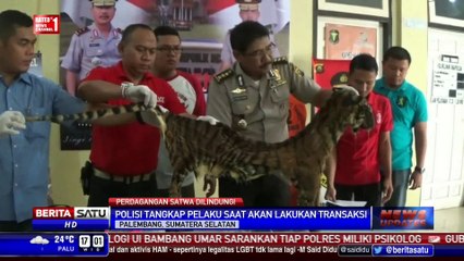 Polisi Tangkap Penjual Kulit dan Tulang Harimau Sumatera