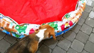 Funny Dog Vines with Louie The Beagle #2