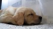 Sleepy Labrador Puppy Moki Loves The A C - SO CUTE!