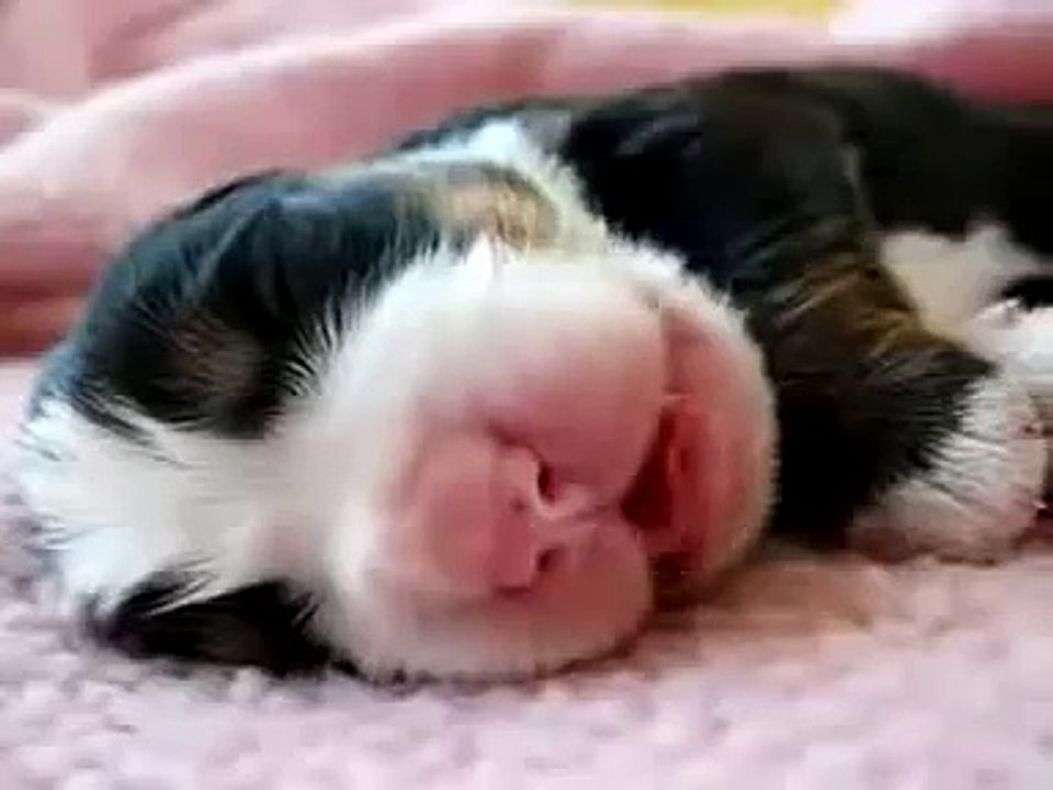 Small Cute Puppy