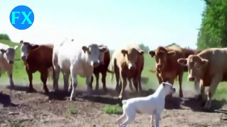 Funny Dogs Funny Videos Funny Dog Videos Compilation 2015 Funny Animals Videos #8