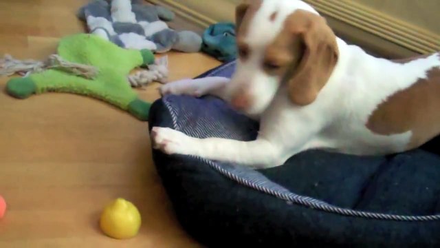 Lemon Beagle Puppy vs. Lemon Cute Dog Maymo