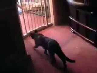 Funny cat trys to jump over baby gate!