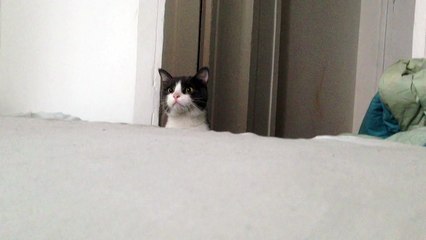 Funny cat video - the Cutest cat PEEK A BOO!