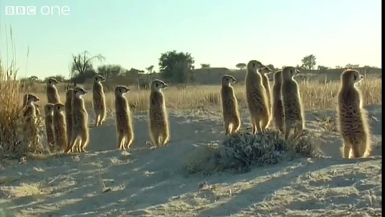 Funny Talking Animals - Walk On The Wild Side Preview - BBC One