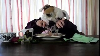 Funny dog acting like human: Big Mack Diner