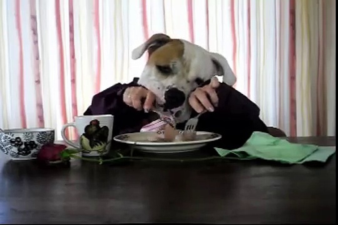 Funny dog acting like human: Big Mack Diner