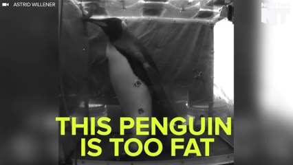 Penguins Run On A Treadmill For A Scientific Study