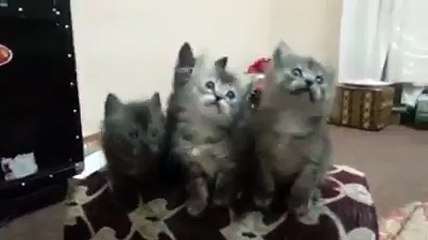 Cute Cats Dancing