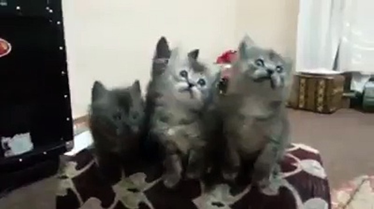 Cute Cats Dancing