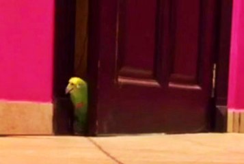 Bird Escapes And Laughs Like Super Villain