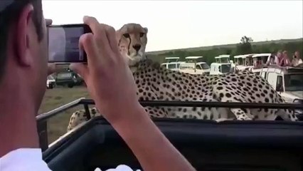 Turistlere Poz Verip Fotoğraf Çekilen Çita