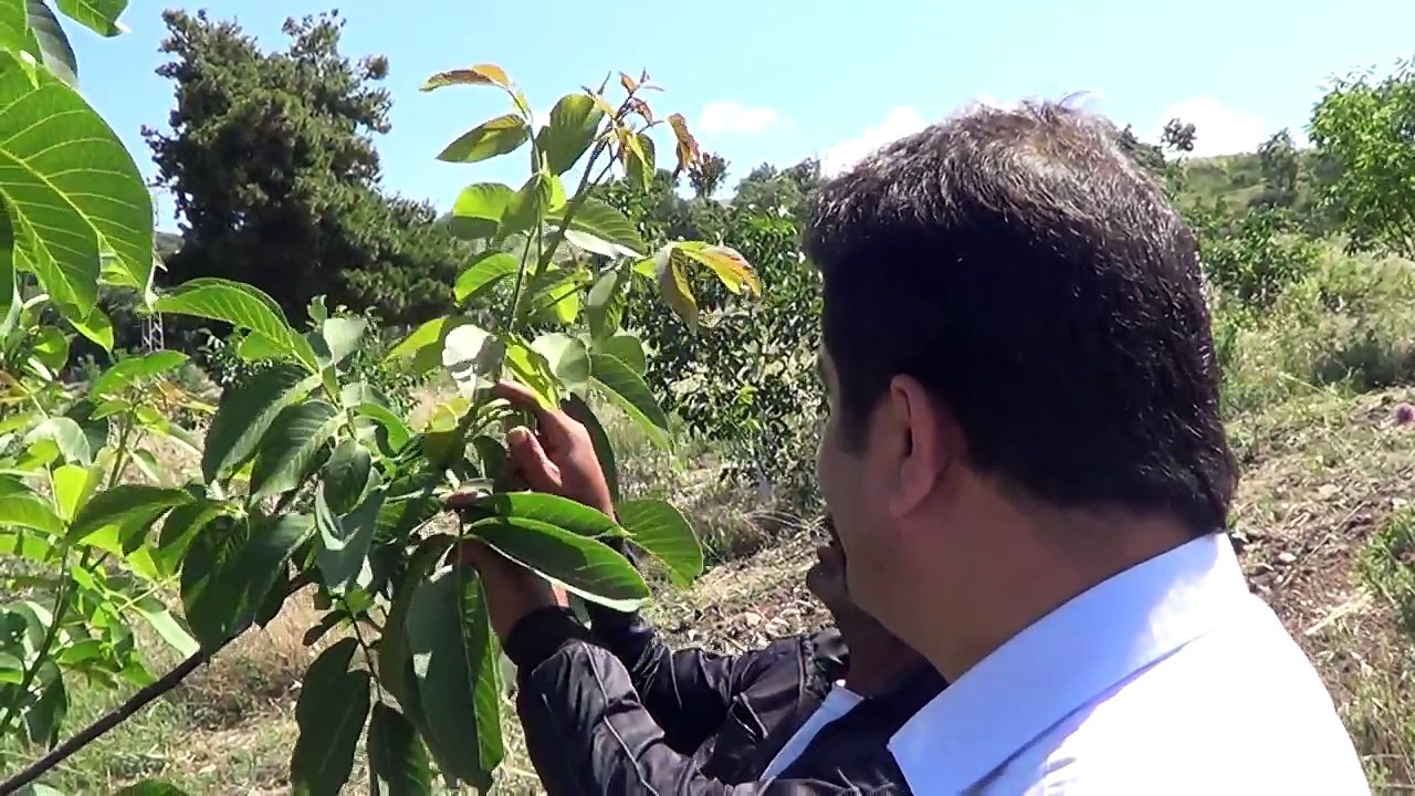 Manisa Chandler Ceviz Ağacı Şekil Budaması Ceviz Fidanı Ceviz Toprağı Orman Arazisi