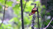 Mariposas monarca volvieron a México