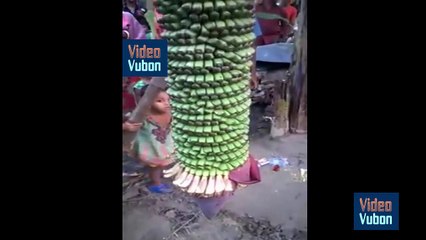 কত বড় কলার কাদি রে মা!!!