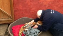 Pogledajte susret čovjeka i lisice koju je spasio prije gotovo 7 godina. Dosad neviđeno!