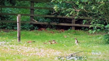 Горностай гипнотизирует кролика