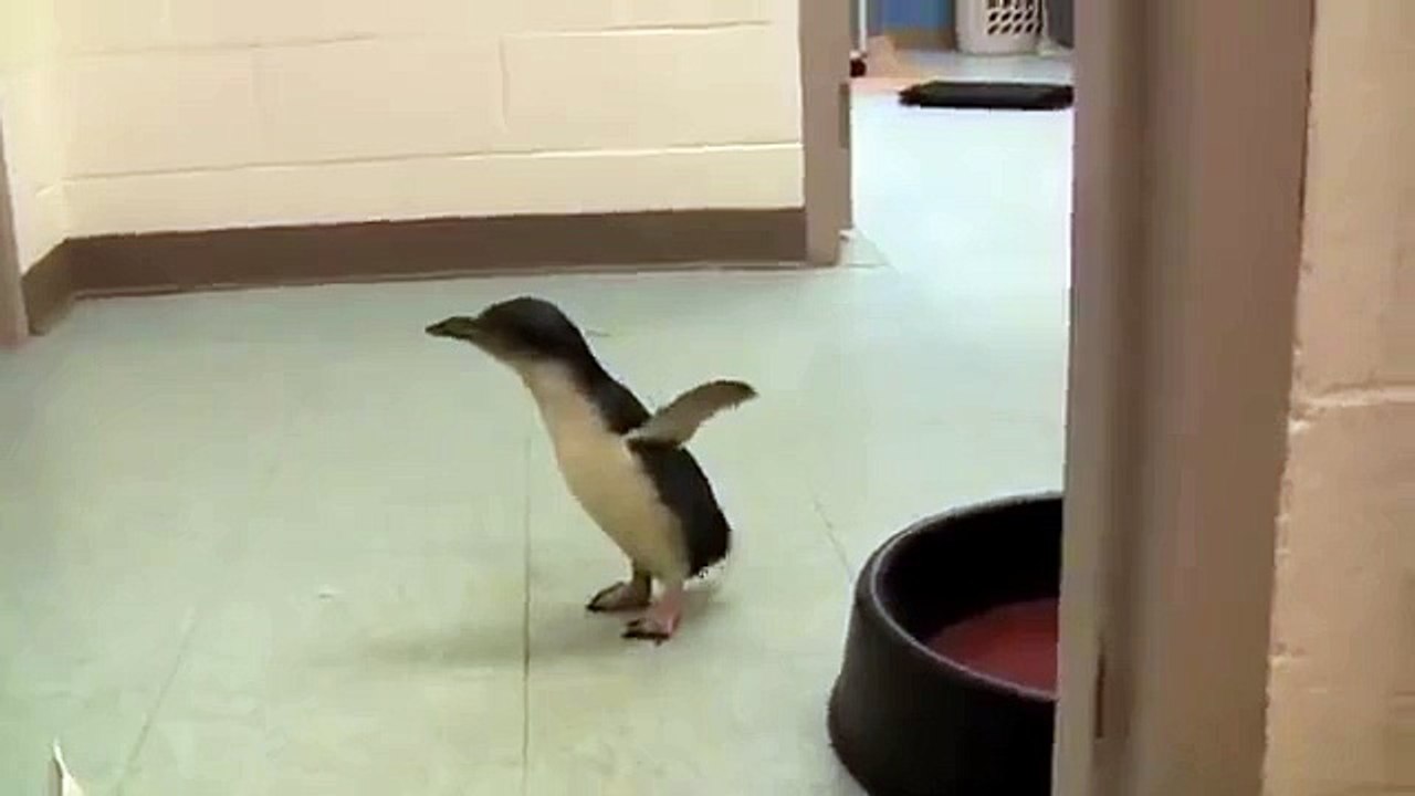Un jeune pingouin mort de rire alors qu'il se fait chatouiller