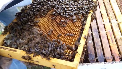 arxarioi  mellisokomoi Agiasos Lesvoy 24/02/16 enarksi tritis xronias