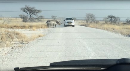 Un rhinocéros fou attaque une voiture
