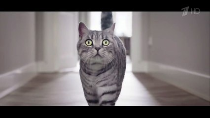 Реклама Whiskas 2016 - Вискас - Любопытным от природы
