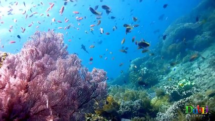 Das DubLi Golf Beach Resort Grand Cayman