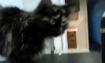 For Sale: Male Calico Cat (feline) Rare Mutation 4 gender (FULL HD)