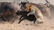 Lion's Fight To The Finish - Africa's Dry Savannah - Animal World Documentary