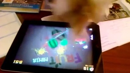 Cute Animals Playing with Ipads