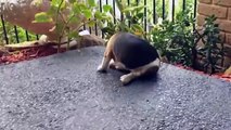 Cute Puppies Chasing Tail