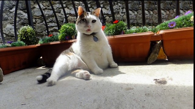 Best Funny Cats Videos Compilation Приколы с котами #8