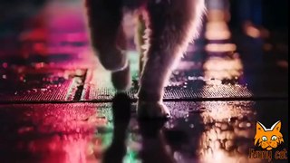 Best Funny Cats Videos Compilation Приколы с котами #3