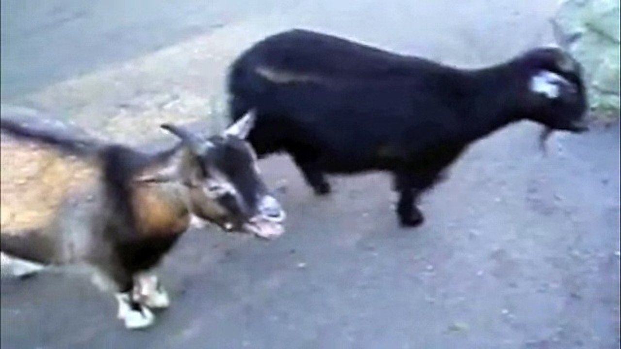 Funny Goats Screaming like Humans